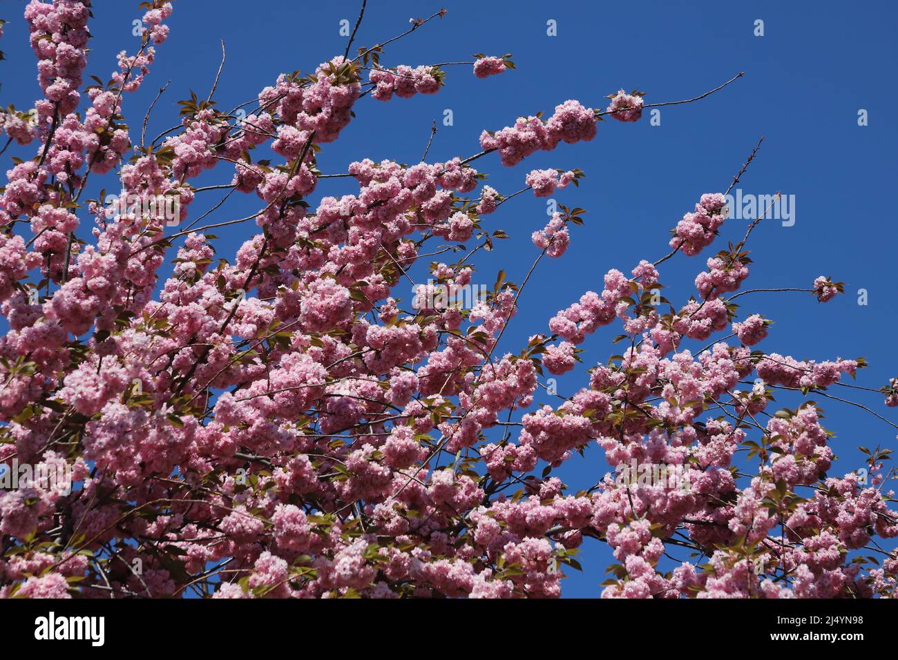 Sunlight on cherry blossoms hi-res stock photography and images - Alamy