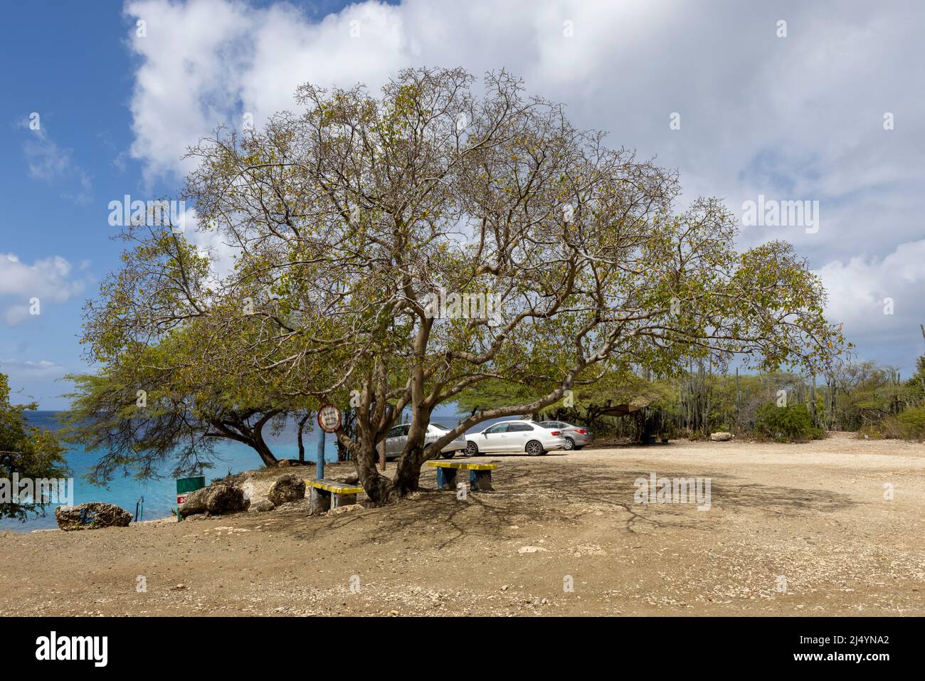 Poisonous manchineel tree at the parking lot of Playa Jeremi on the Caribbean island Curacao Stock Photo