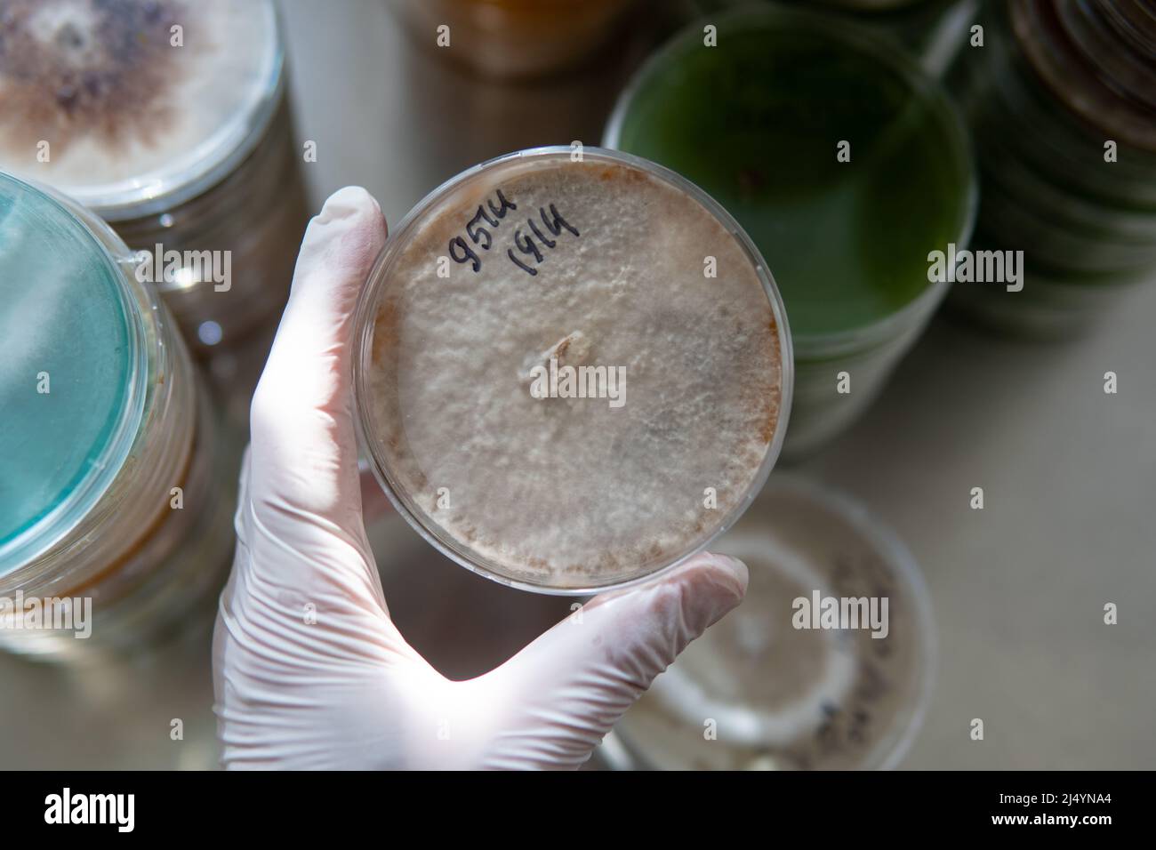 petri dishes with agar. Mycology and mycelium Stock Photo Alamy