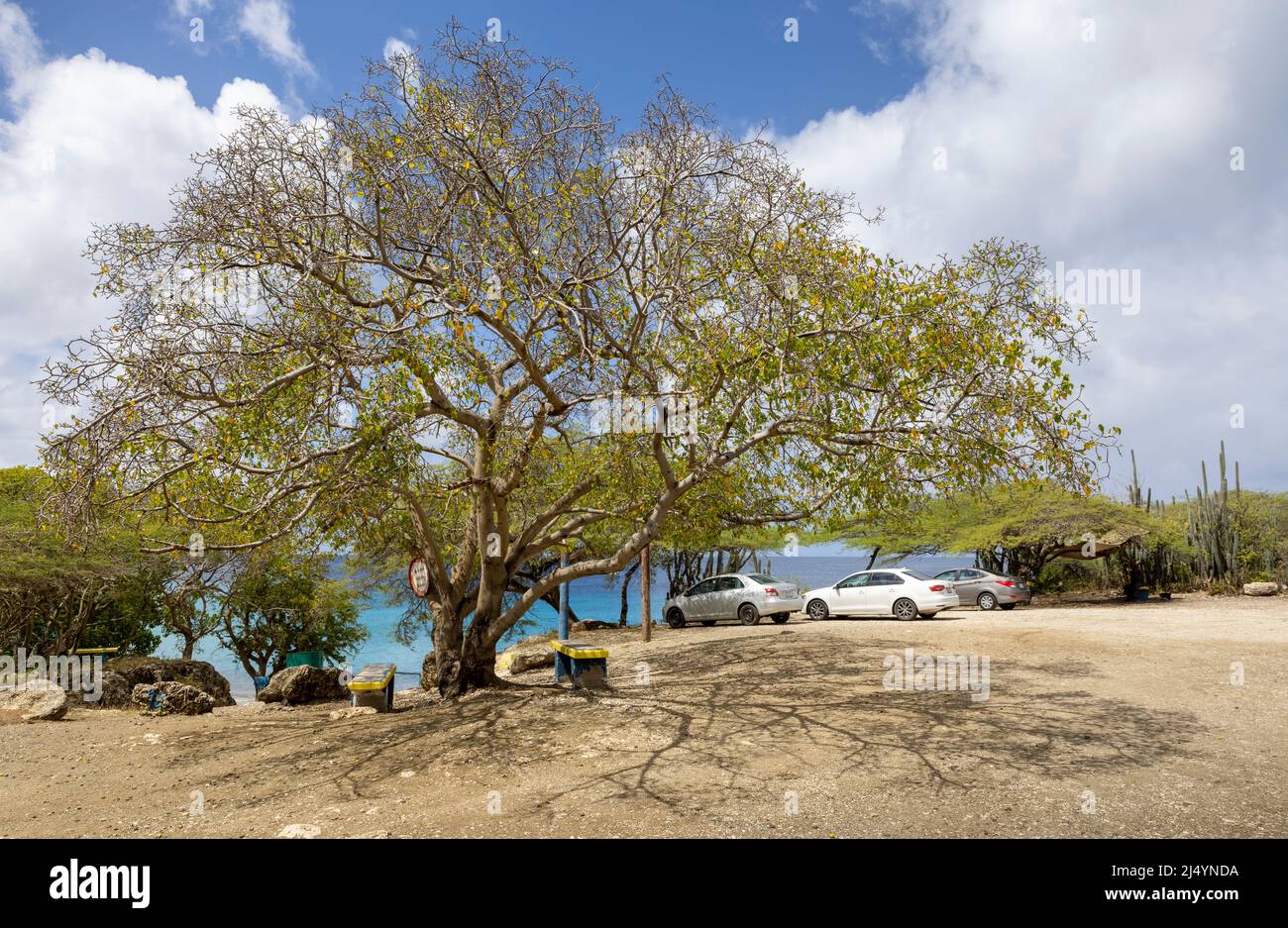 Poisonous manchineel tree at the parking lot of Playa Jeremi on the Caribbean island Curacao Stock Photo