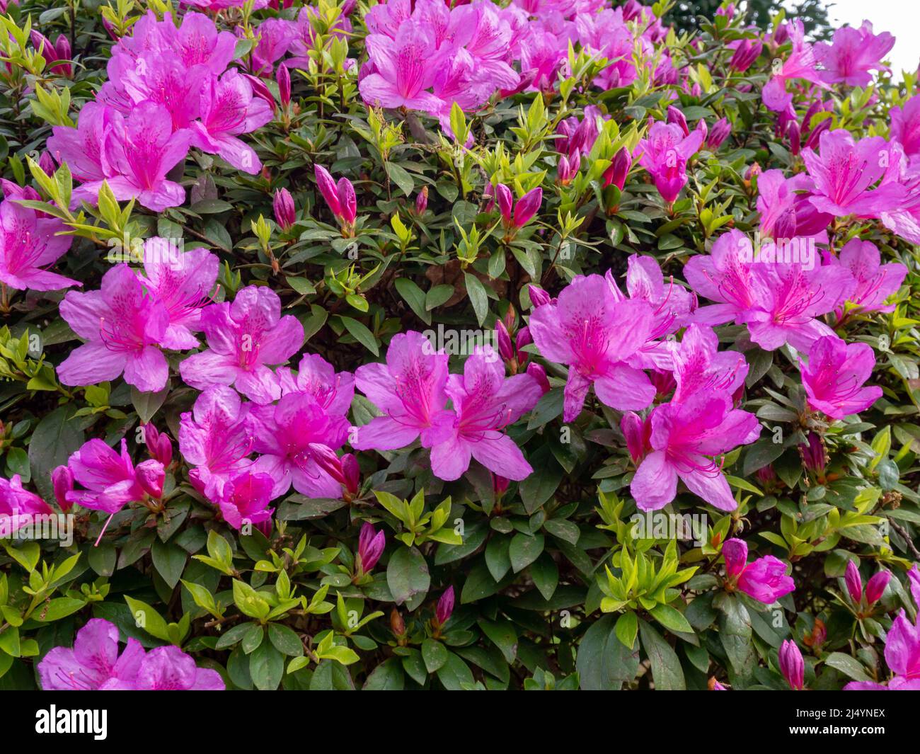 Evergreen Azalea Plant With Bright Pink Flowers Closeup Rhododendron 