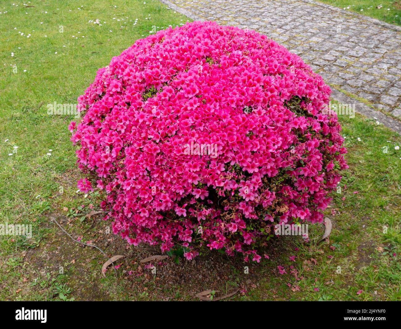 Azalea globe form pruned plant covered with bright pink flowers in the garden. Rhododendron tsutsusi. Stock Photo