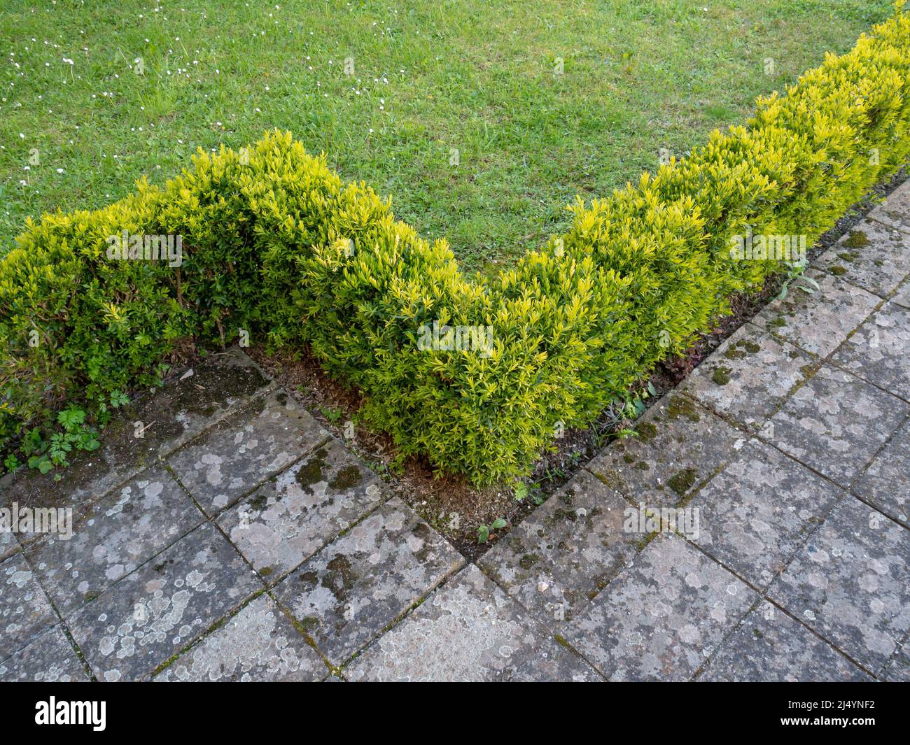 Box hedge buxus lawn hi-res stock photography and images - Alamy