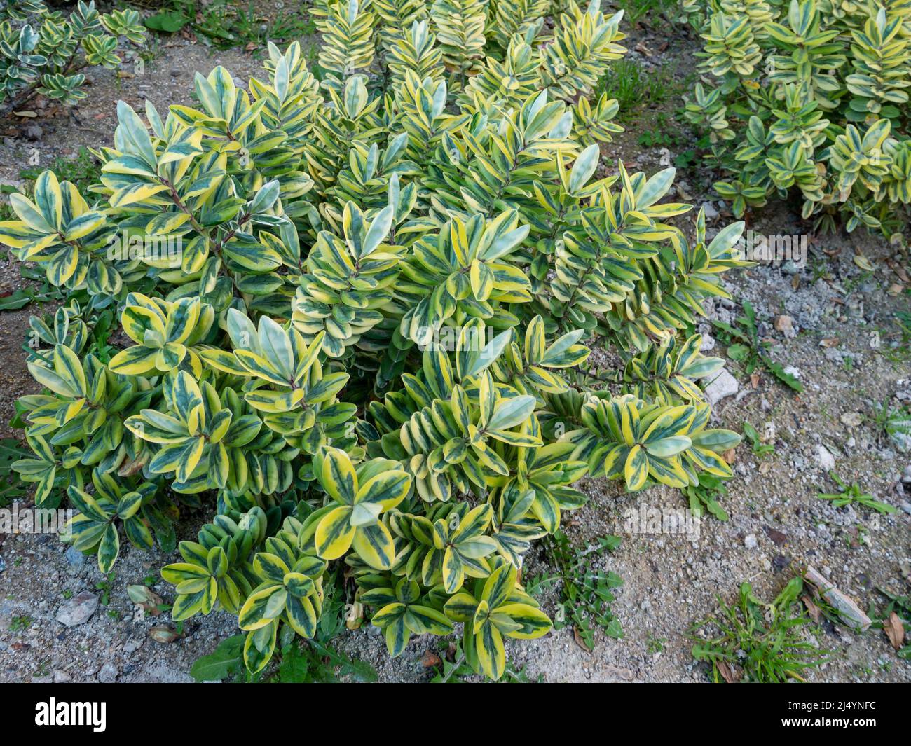 Hebe plant with variegated leaves in the ornamental garden Stock Photo