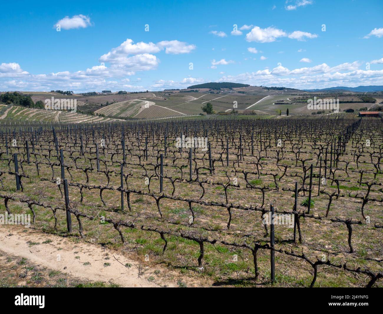 Pruned muscat grapevine plants in the Douro wine region of Portugal. Vineyards in the winter dormancy Stock Photo