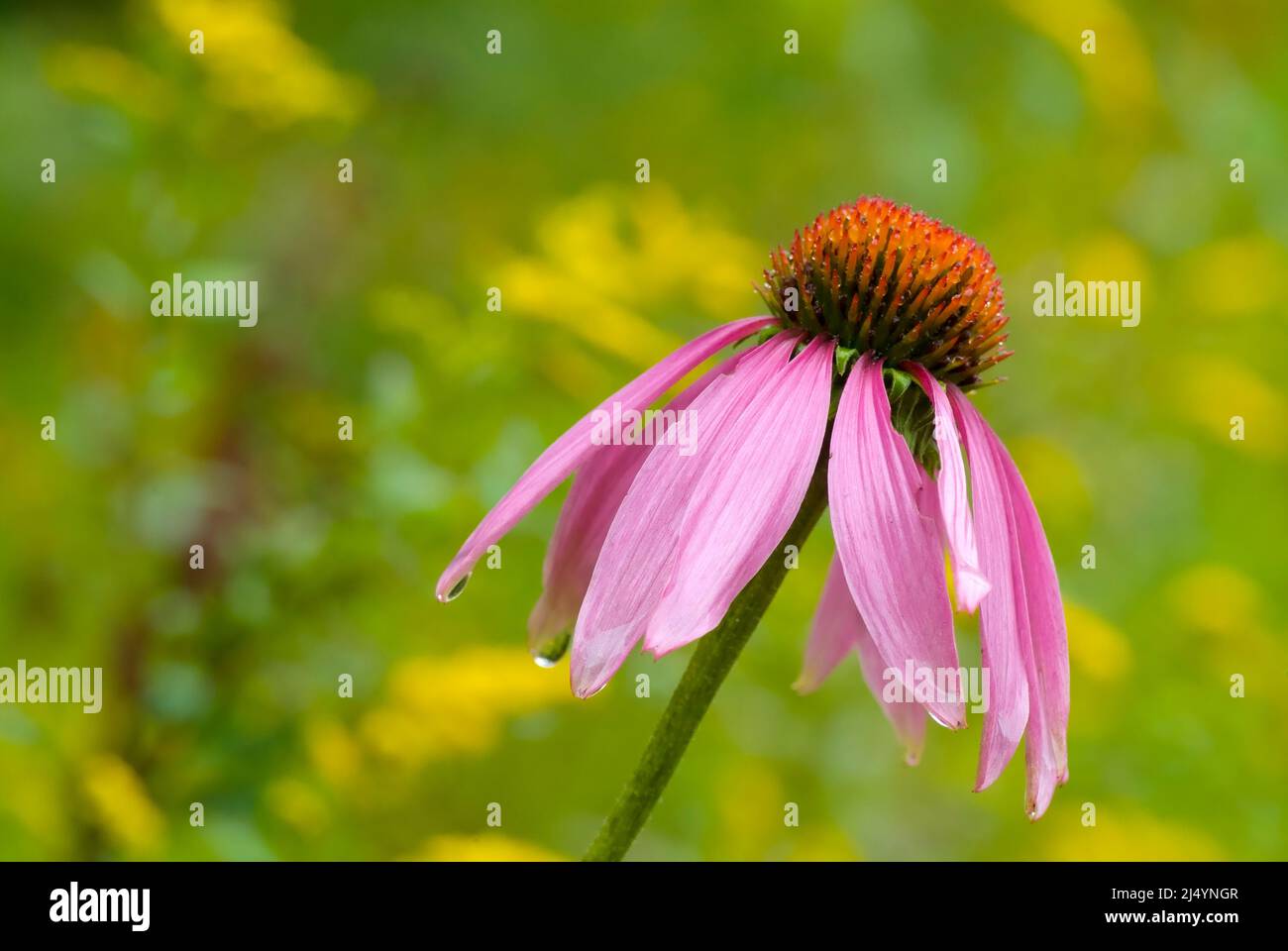 Purple coneflower Echinacea purpurea during the summer months in the