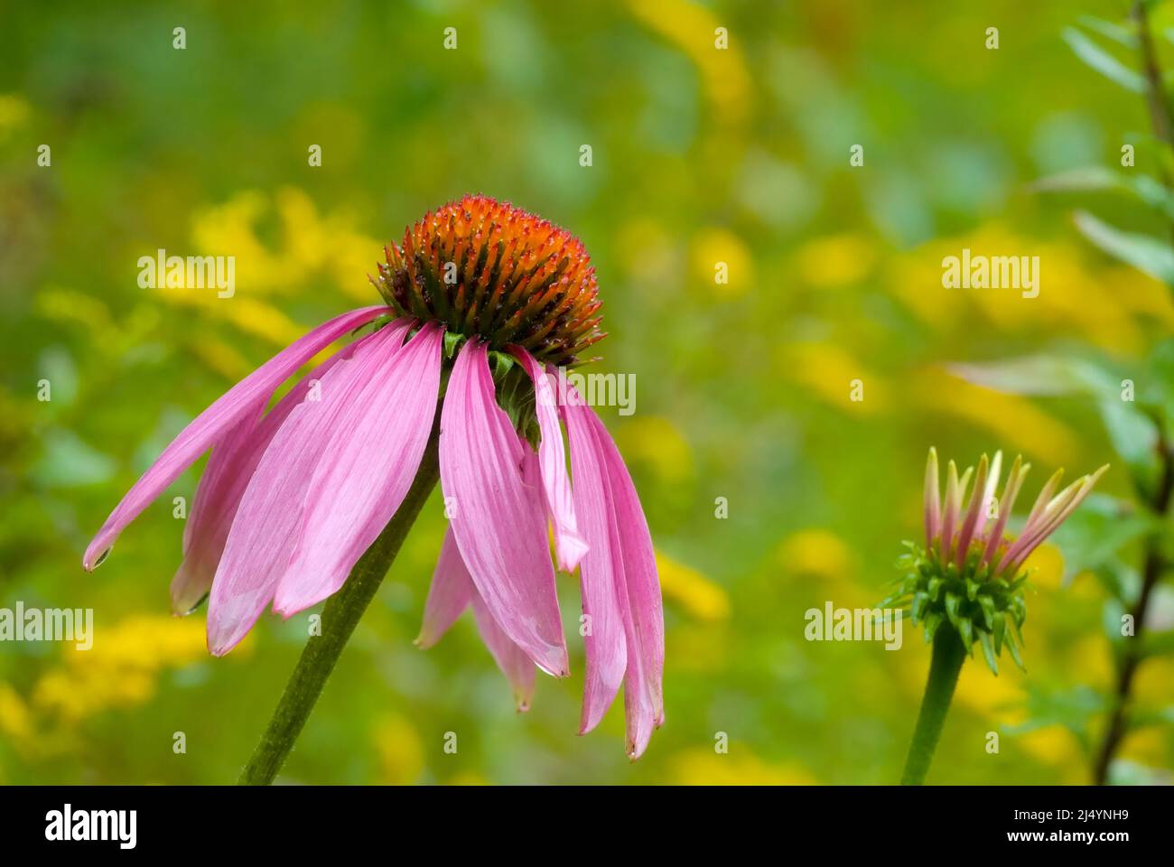 Purple coneflower Echinacea purpurea during the summer months in the