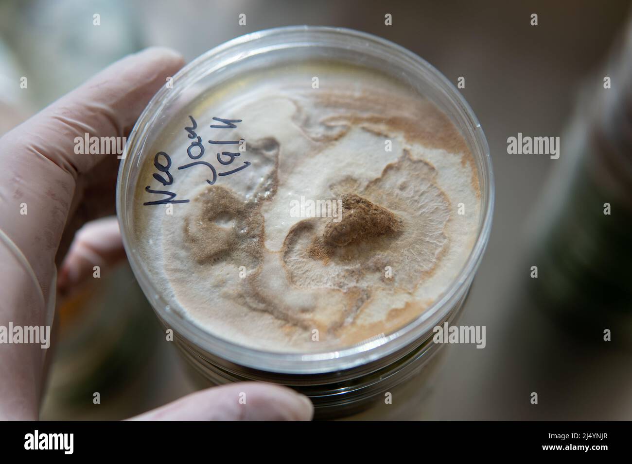 mycelium of exotic mushrooms in petri dishes. Selection and cultivation