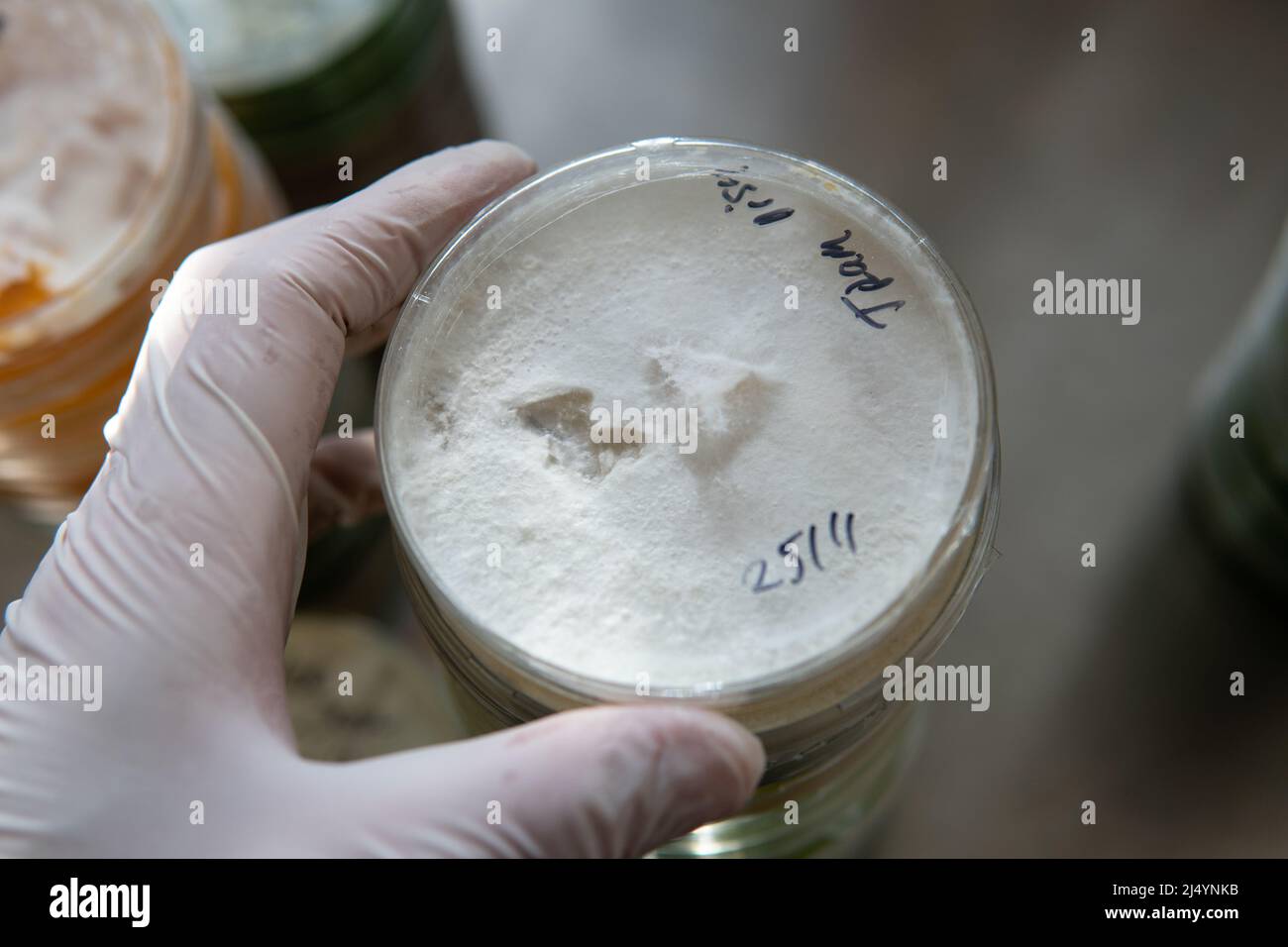 petri dishes with agar. Microbiology and mycelium Stock Photo Alamy