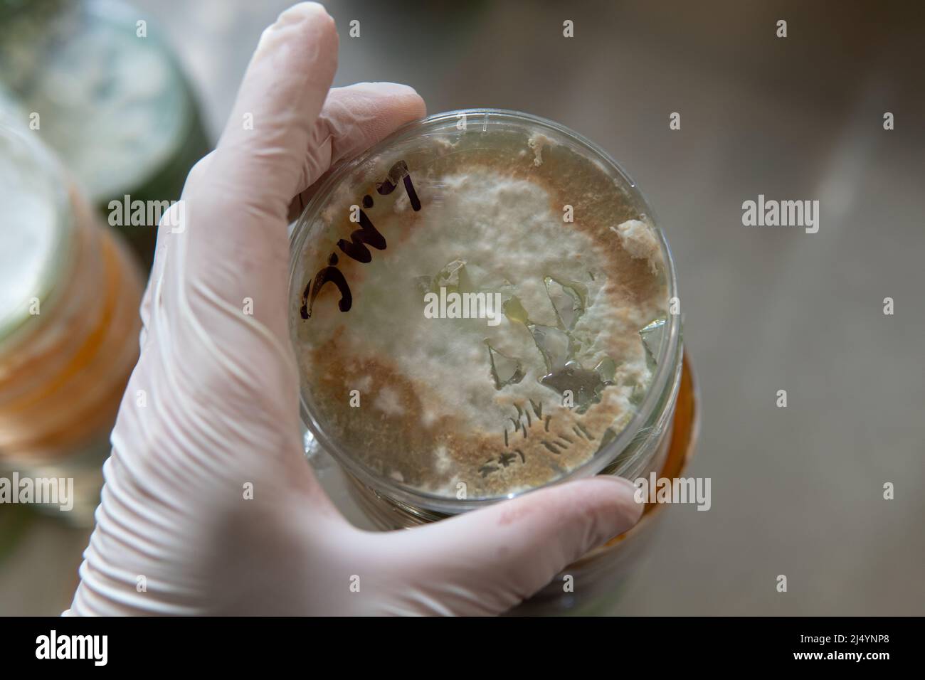 mycelium of exotic mushrooms in petri dishes. Selection and cultivation