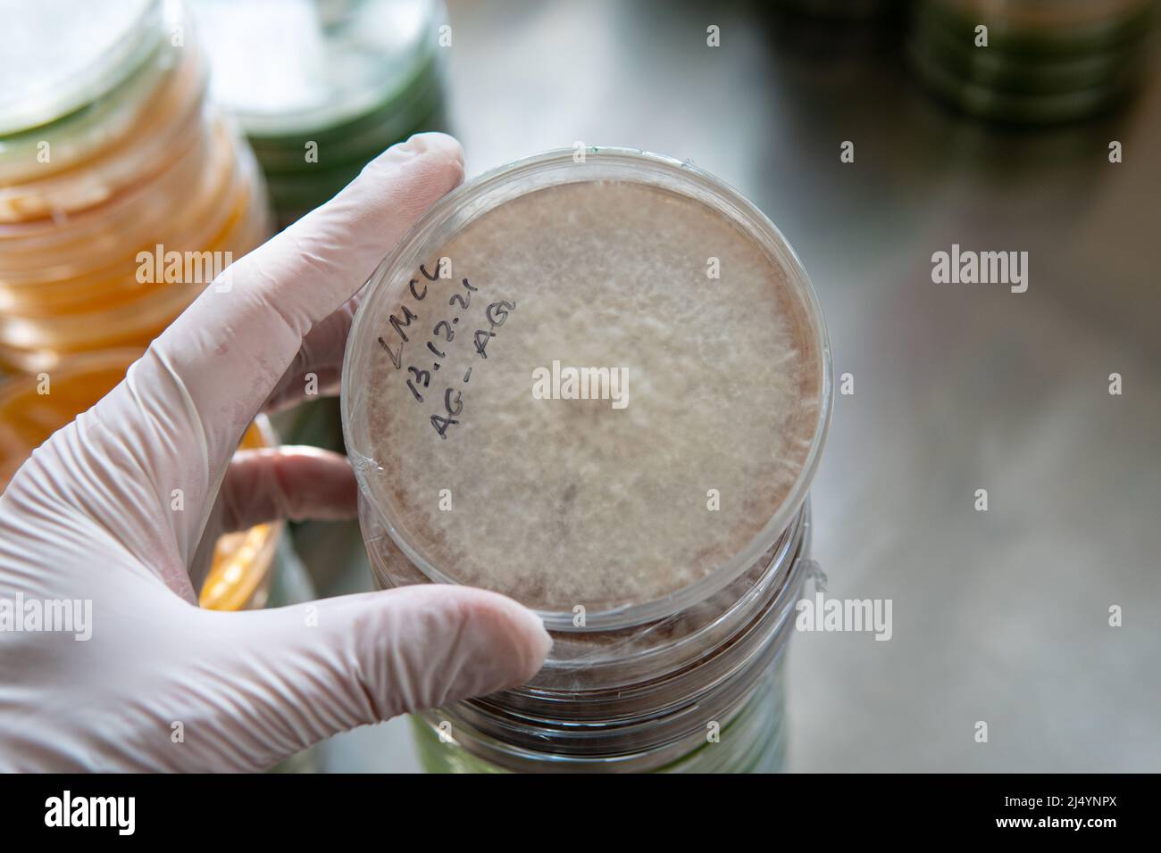 petri dishes with agar. Microbiology and mycelium Stock Photo Alamy