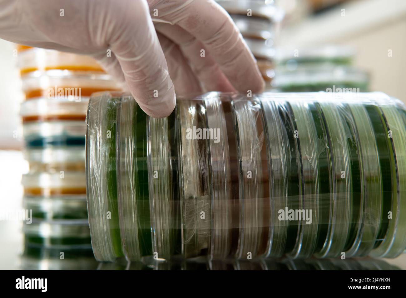 petri dishes with agar. Mycology and mycelium Stock Photo Alamy