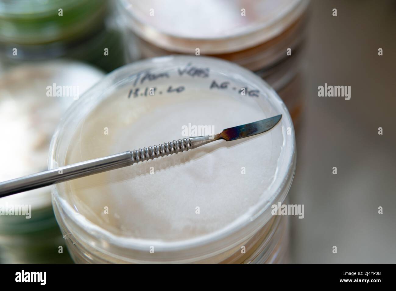 petri dishes with agar. Mycology and mycelium Stock Photo Alamy
