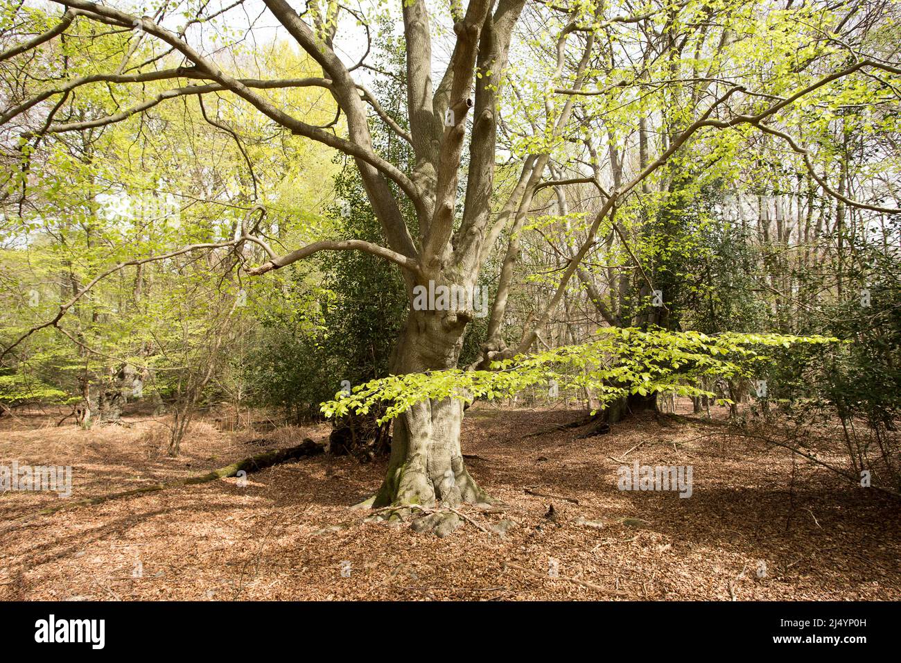 Thames Valley Epping Forest Essex, England UK Europe Stock Photo Alamy
