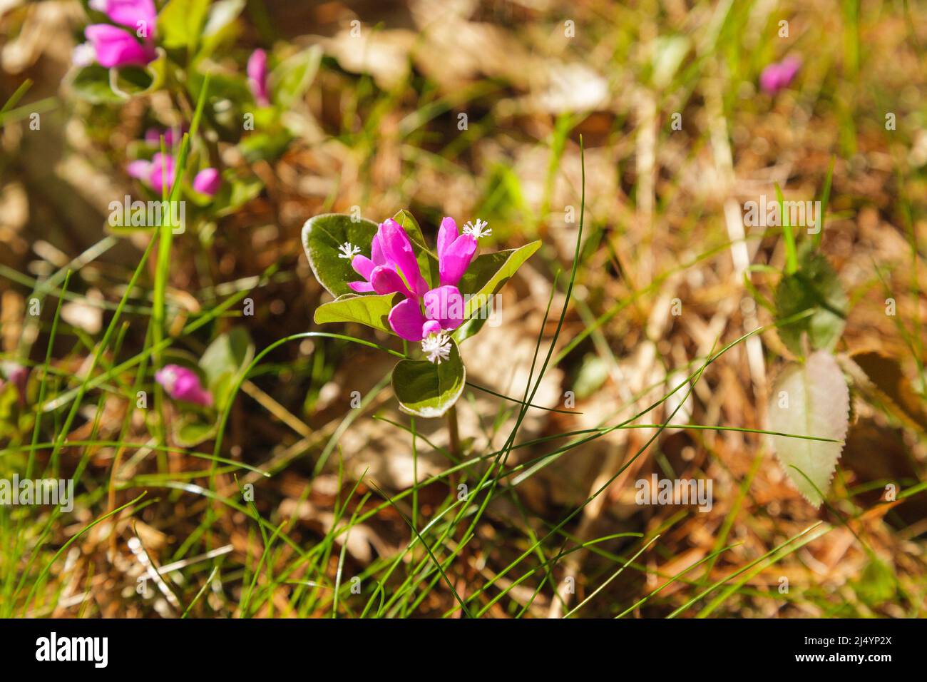 Fringed Polygala - Polygala paucifolia - during the spring months in a ...