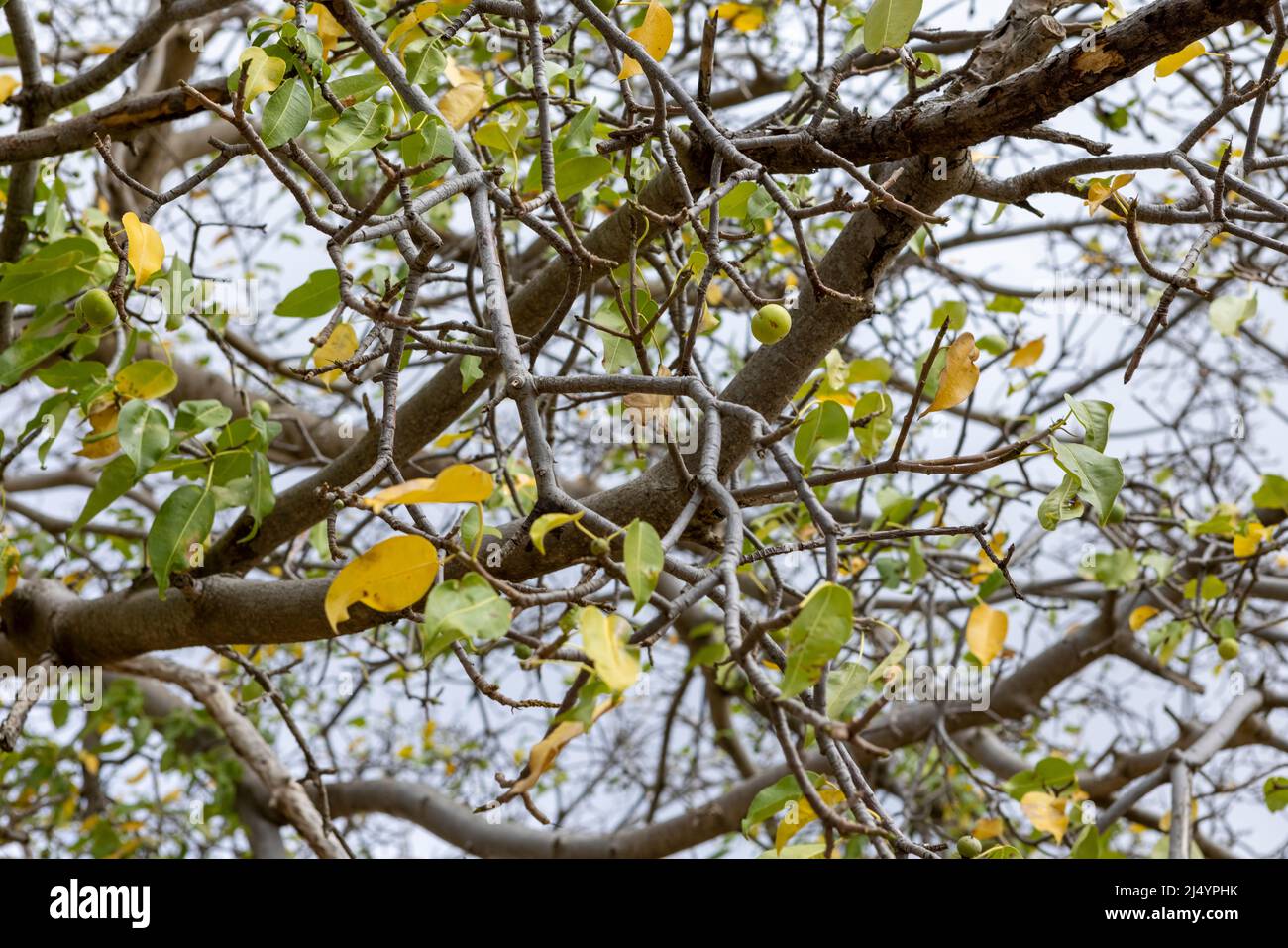 Manchineel tree with poisonous fruits at Playa Jeremi on the Caribbean island Curacao Stock Photo