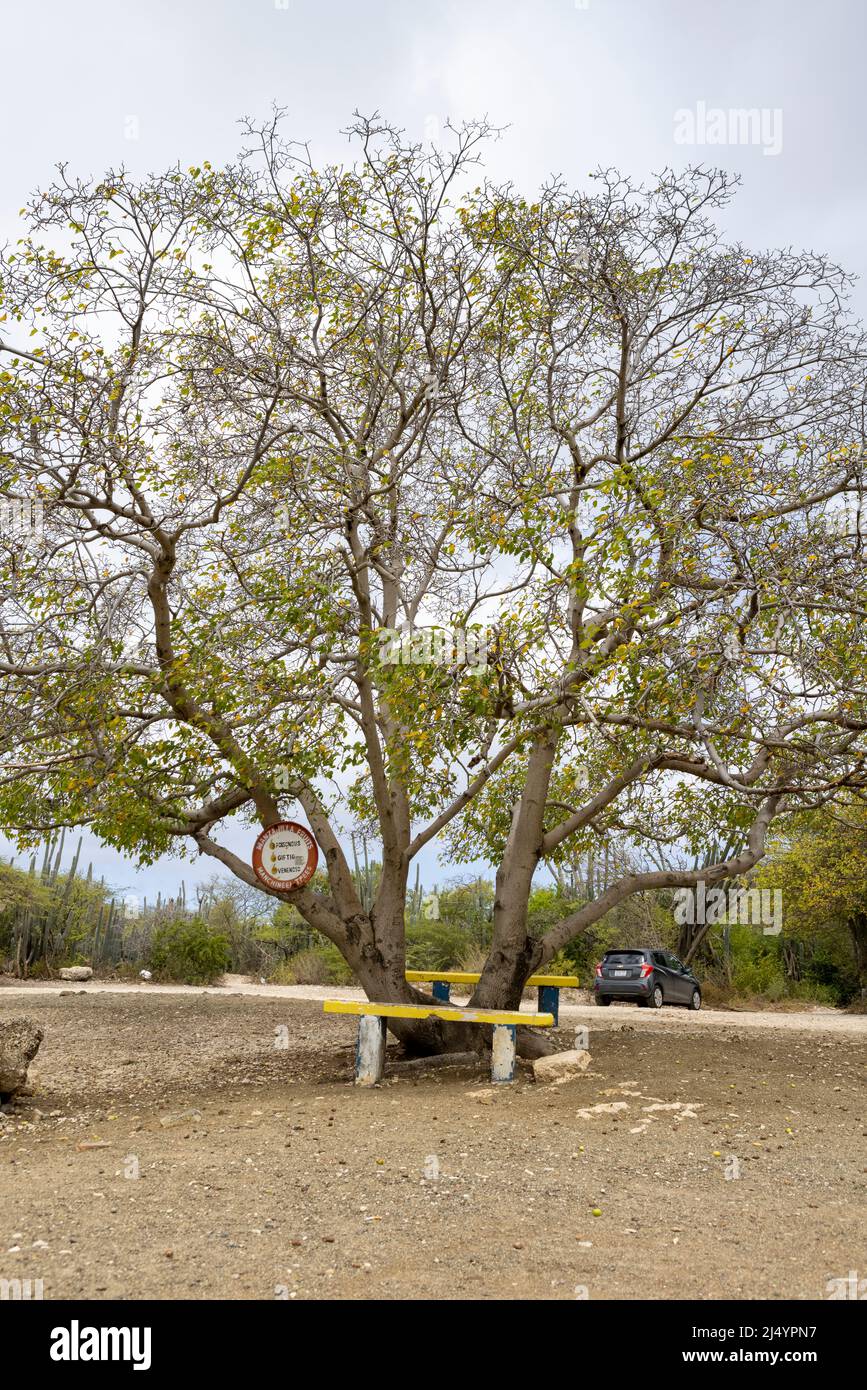Poisonous manchineel tree with a warning sign at the parking lot of Playa Jeremi on the Caribbean island Curacao Stock Photo