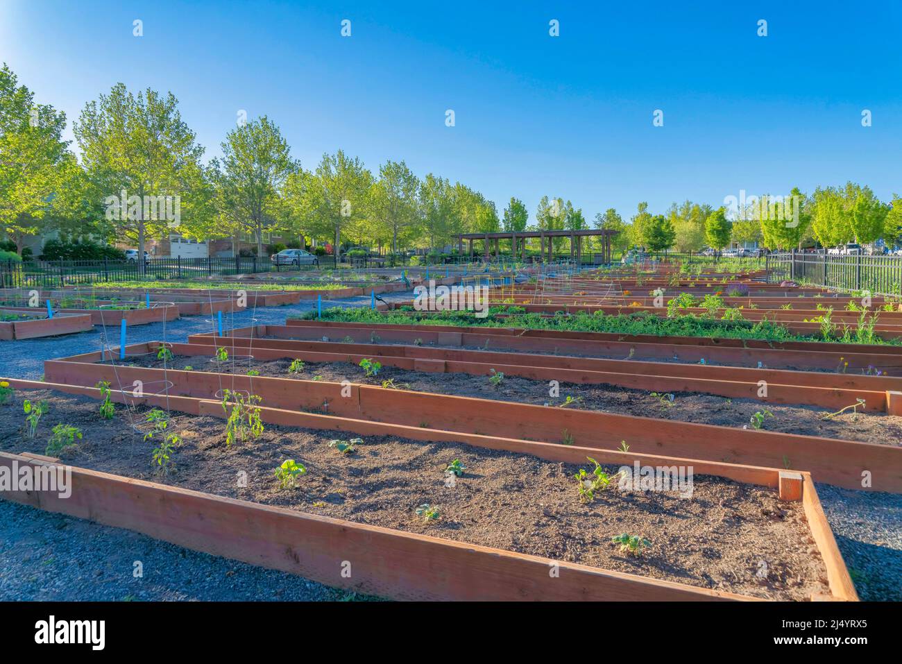 Garden beds with wood planks wall in a community garden at Daybreak