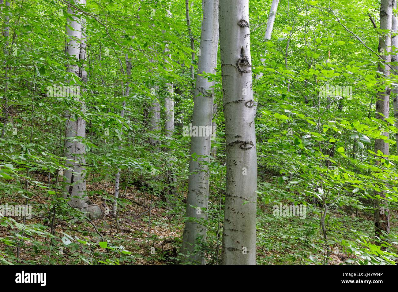 Bartlett Experimental Forest Bear claw marks in a beech tree (fagus