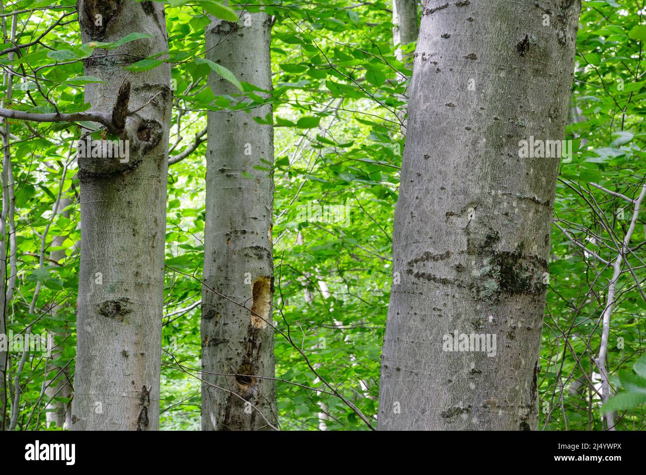 Bartlett Experimental Forest Beech tree (fagus grandifolia)) in