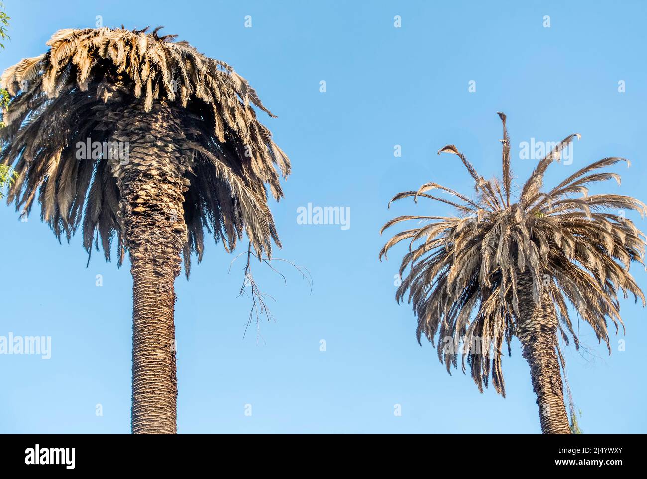 Palm trees destroyed by palm weevil Stock Photo