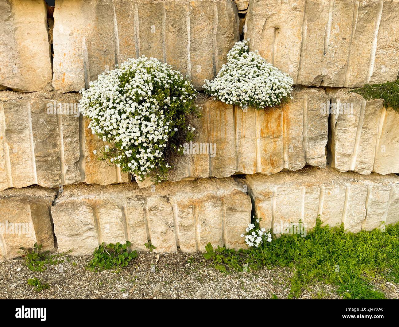 White flowers grow from natural stone wall Stock Photo Alamy