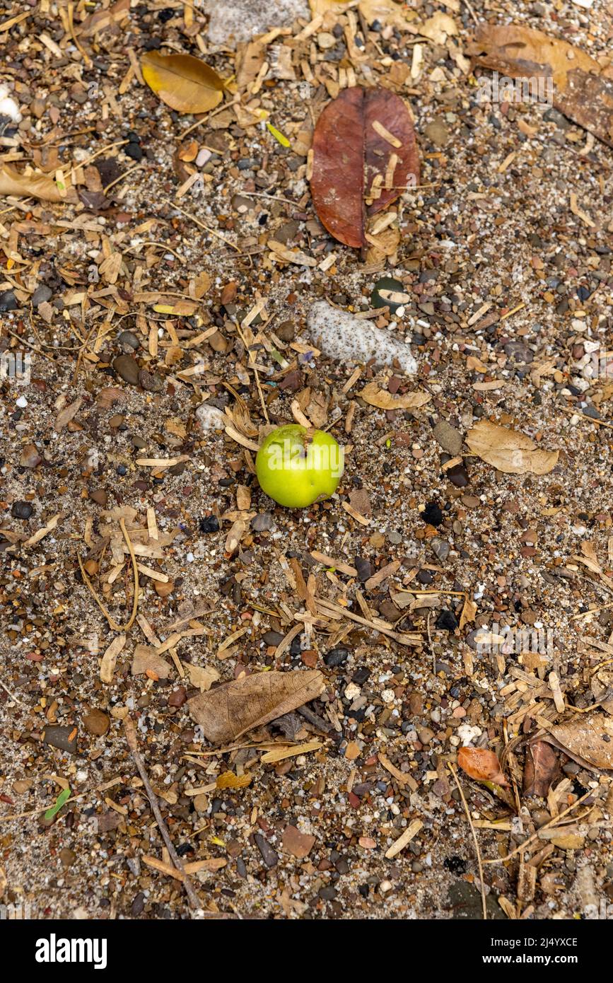 Poisonous manzanilla fruit at the beach of Playa Jeremi on the Caribbean island Curcao Stock Photo