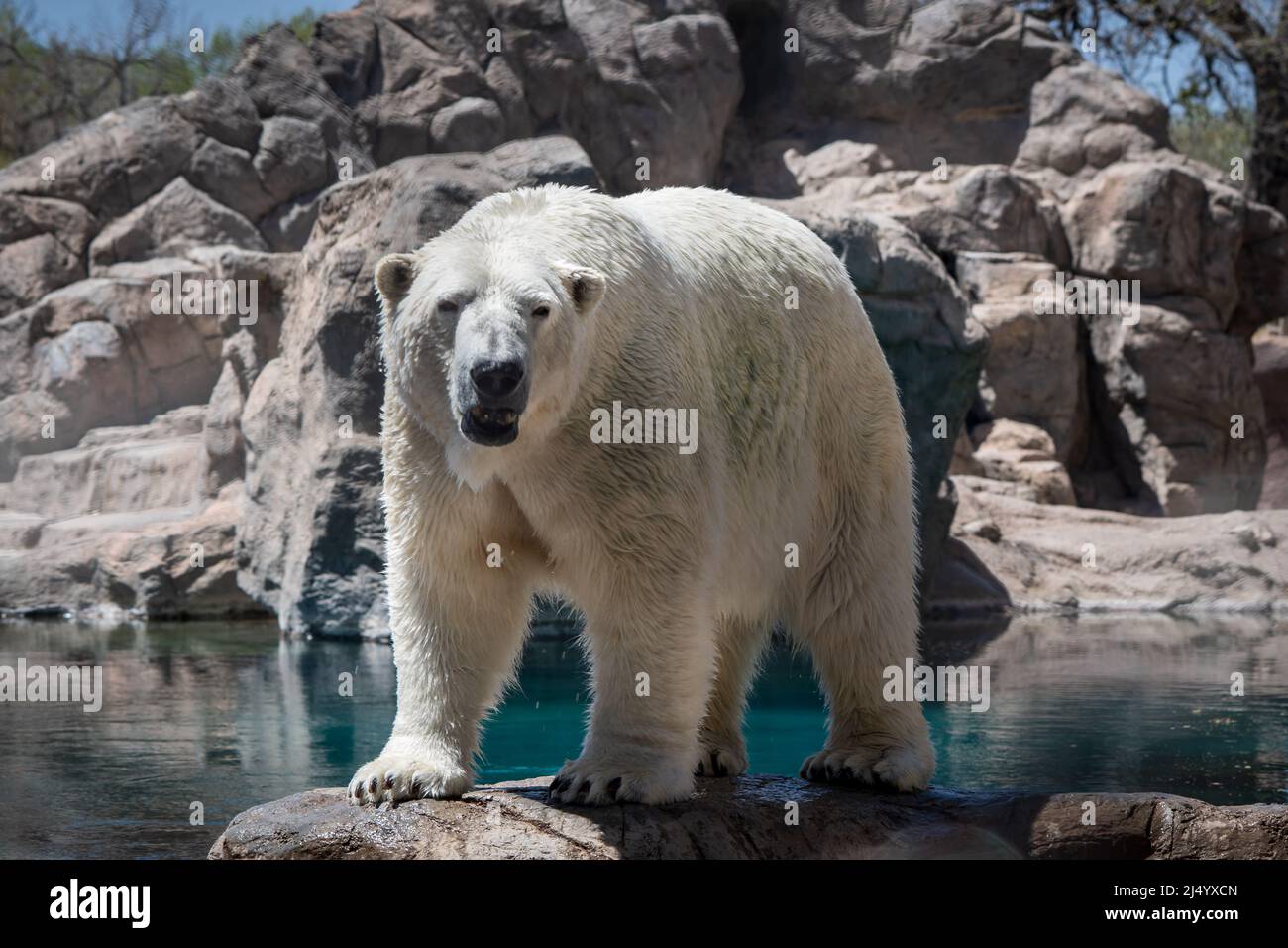 Polar Bear (Ursus maritimus) at ABQ BioPark in New Mexico Stock Photo