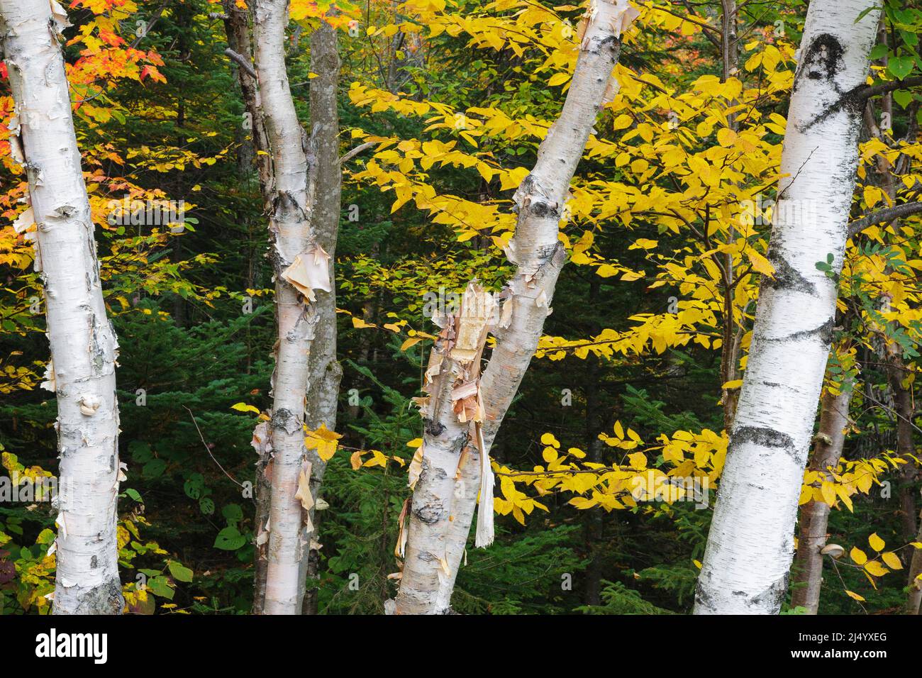 Birch Trees in the area of Kancamagus Pass along the Kancamagus Scenic