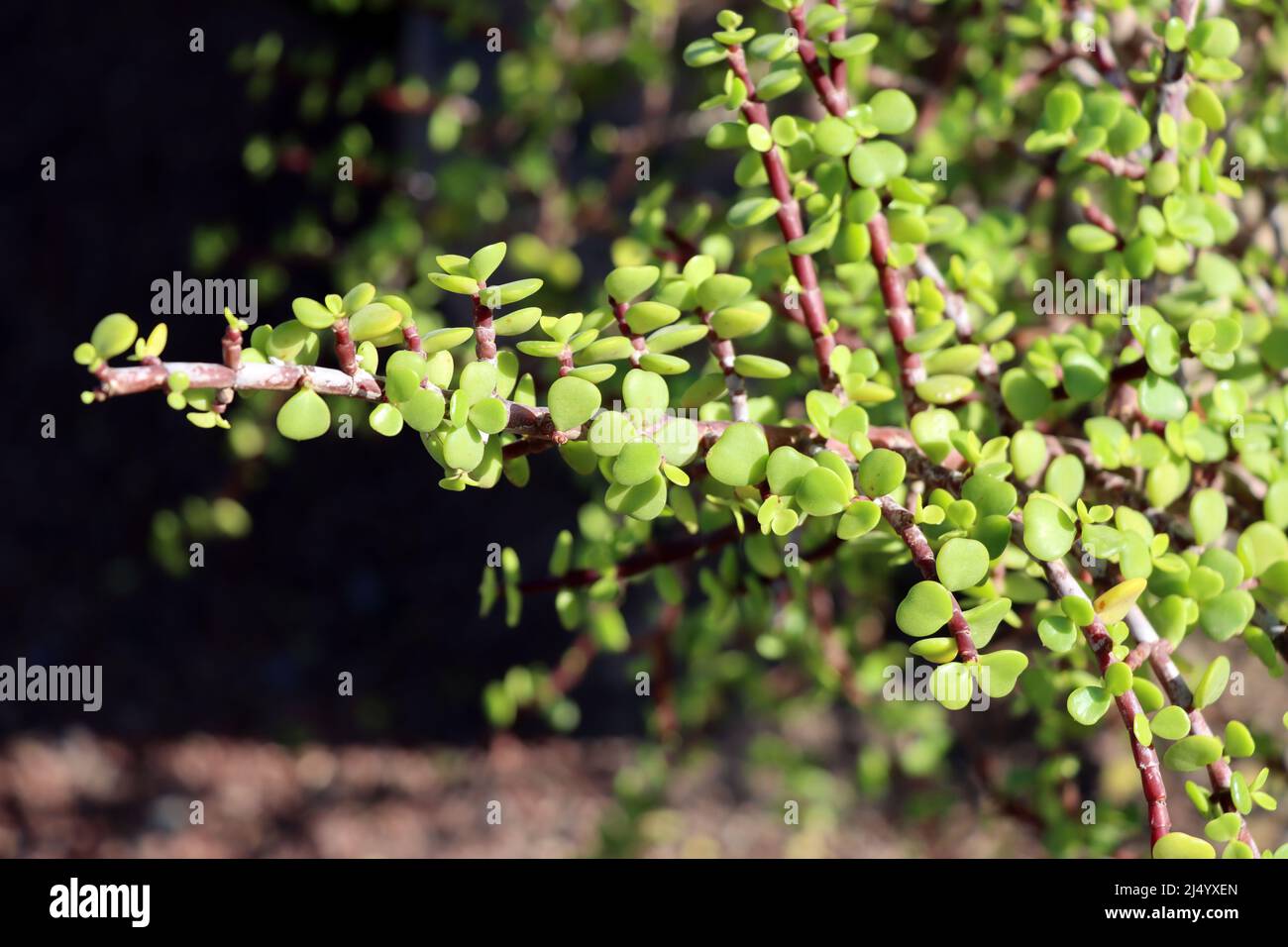 Jadebaum ( Portulacaria afra), auch Speckbaum oder Elefantenbaum, Fuerteventura, Spanien Stock Photo
