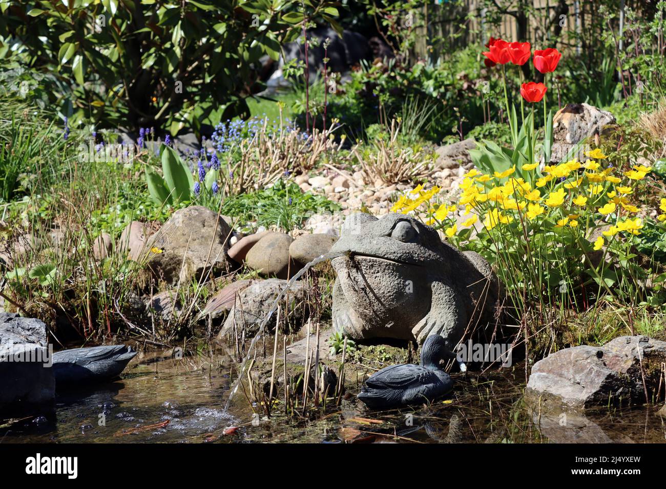 naturnaher Garten mit Wasser speindem Frosch am Gartenteich, Nordrhein