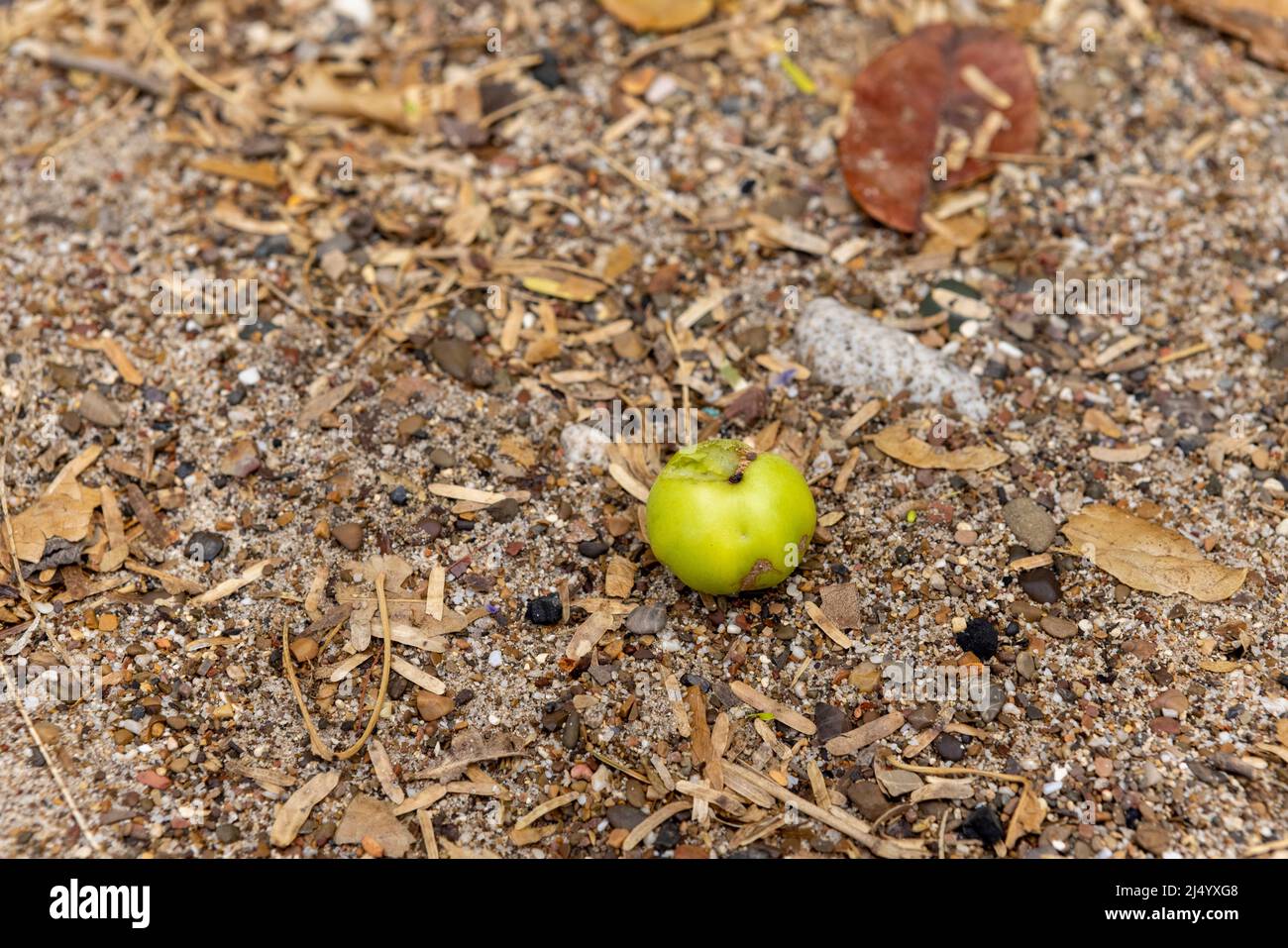 Poisonous manzanilla fruit at the beach of Playa Jeremi on the Caribbean island Curcao Stock Photo