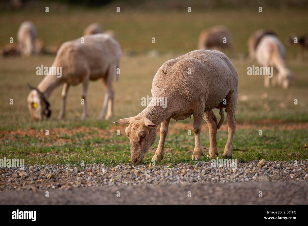 Sheep grazing in the field. flock of sheep Stock Photo - Alamy