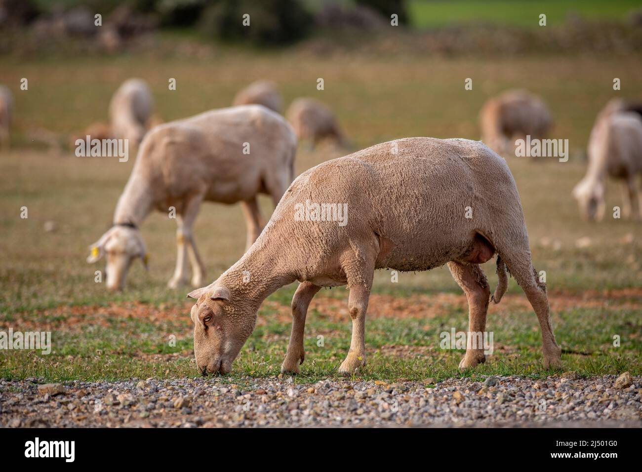 Sheep grazing in the field. flock of sheep Stock Photo - Alamy