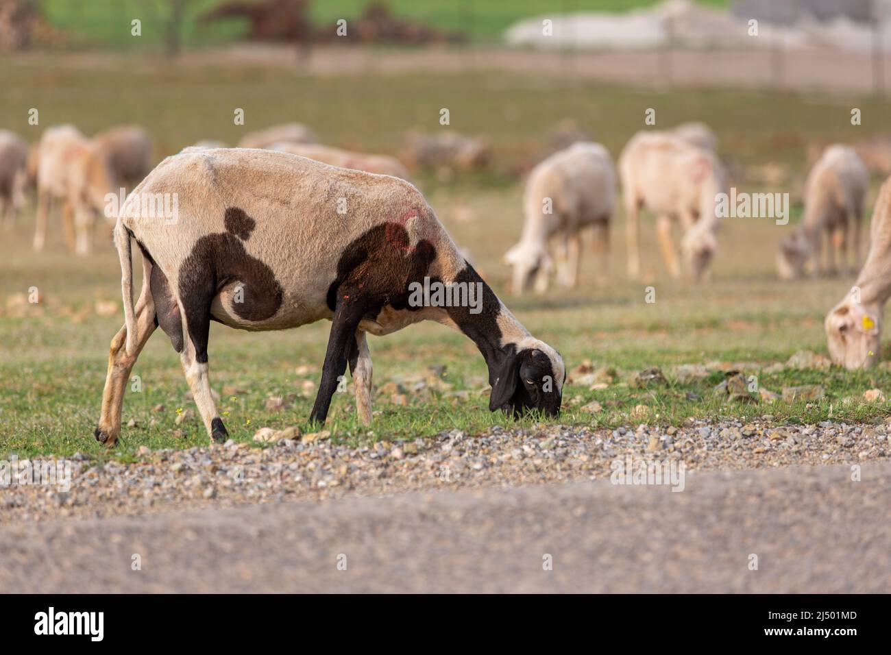 Sheep grazing in the field. flock of sheep Stock Photo - Alamy