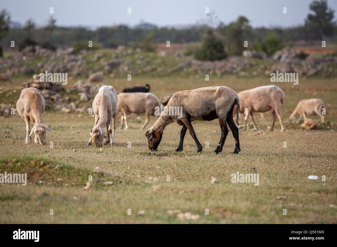 Sheep grazing in the field. flock of sheep Stock Photo - Alamy