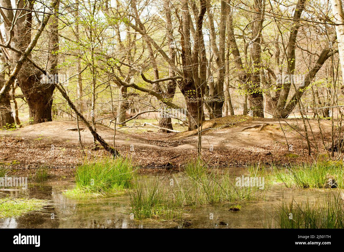 Thames Valley Bog Epping Forest Essex, England UK Europe Stock Photo