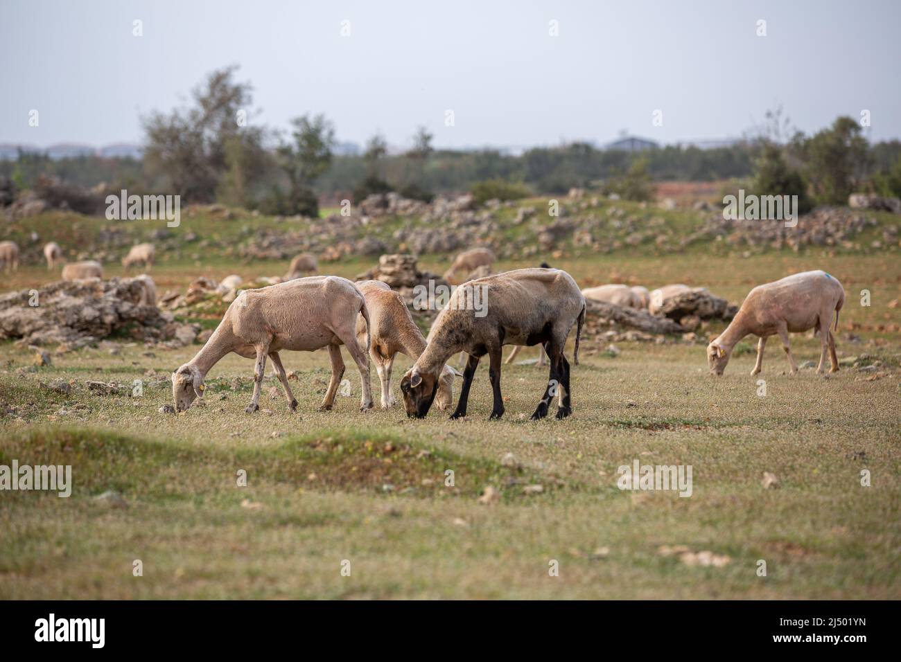 Sheep grazing in the field. flock of sheep Stock Photo - Alamy