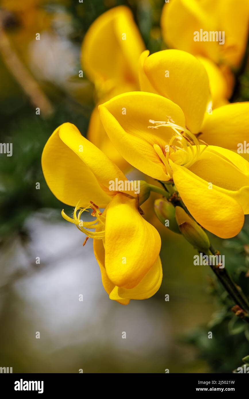 Yellow broom (Genisteae) flowers blooming on a bush in spring in a garden in Surrey, south-east England Stock Photo
