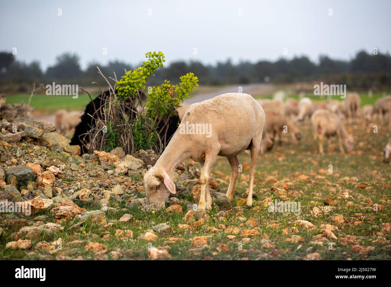 Sheep grazing in the field. flock of sheep Stock Photo - Alamy