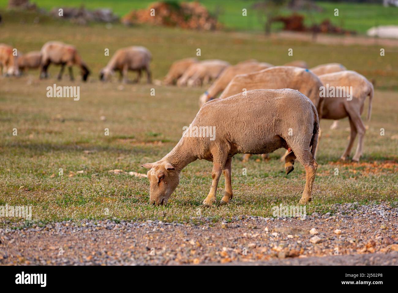 Sheep grazing in the field. flock of sheep Stock Photo - Alamy
