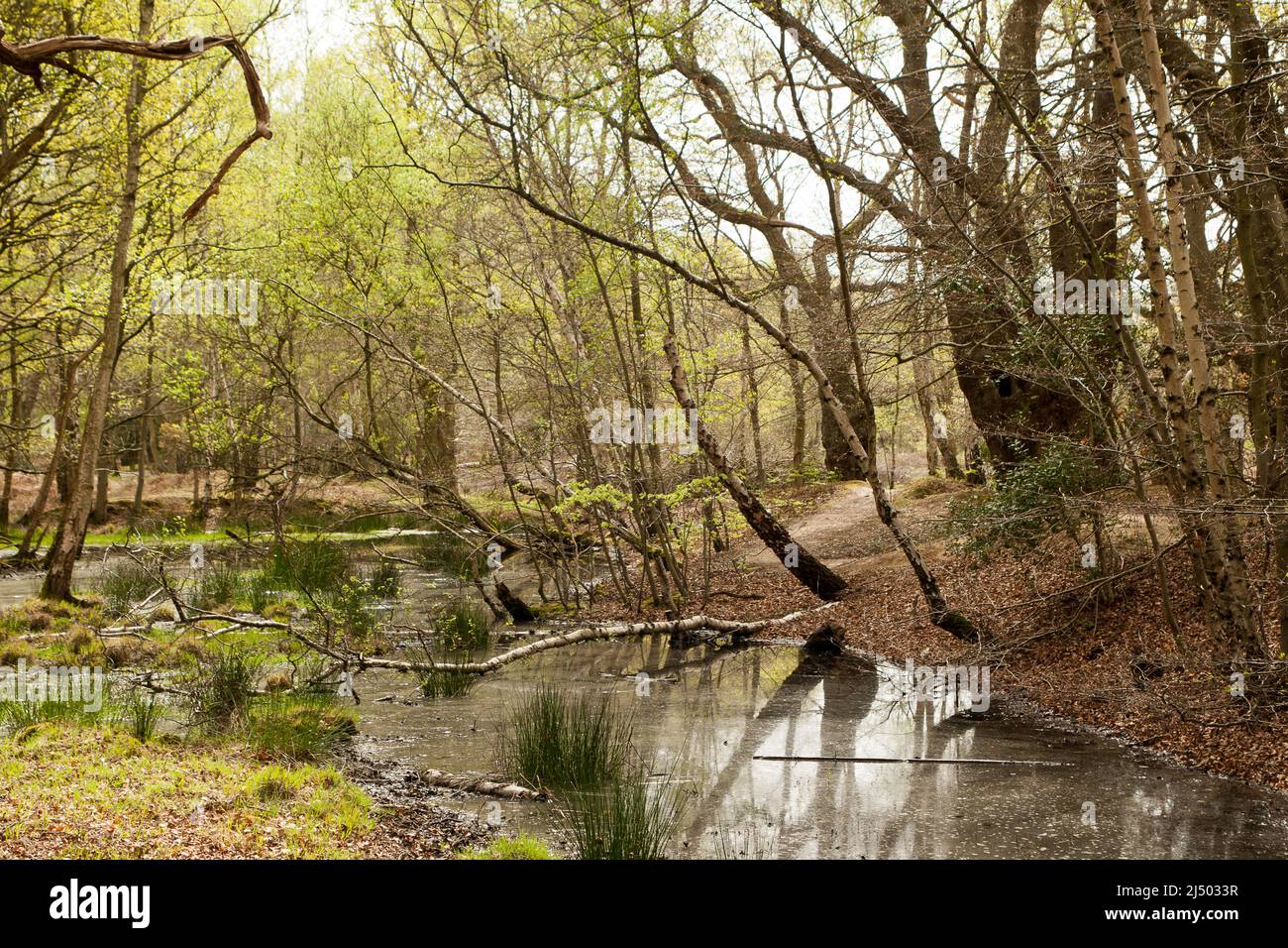 Thames Valley Bog Epping Forest Essex, England UK Europe Stock Photo