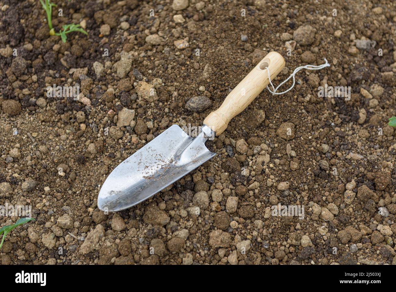 Garden tools, fresh young sprouts, seedling. Gardening concept ...