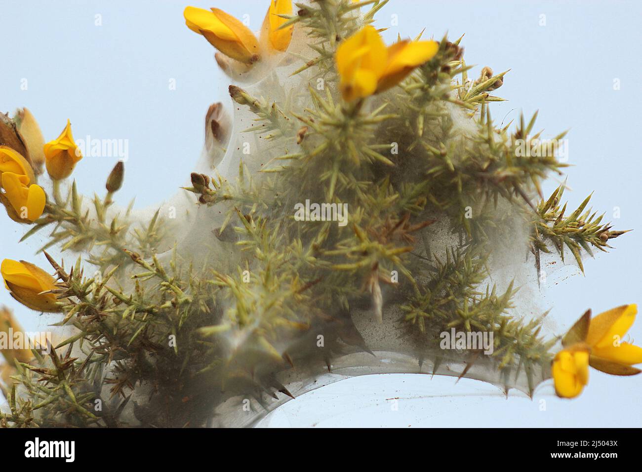 Gorse spider mite (Tetranychus lintearius) Stock Photo