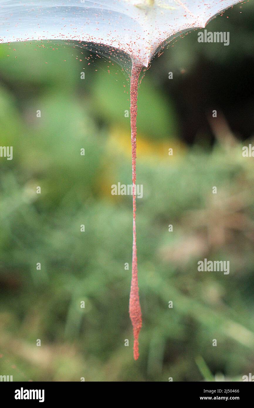 Gorse spider mite (Tetranychus lintearius) Stock Photo