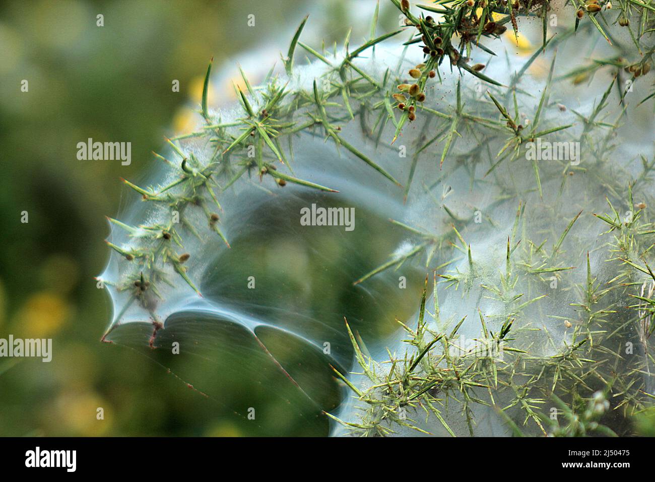 Gorse spider mite (Tetranychus lintearius) Stock Photo