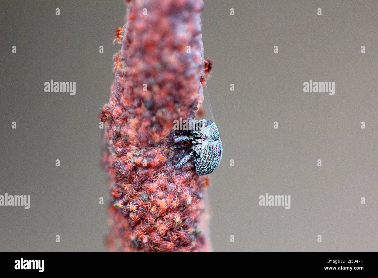 Gorse spider mite (Tetranychus lintearius) Stock Photo