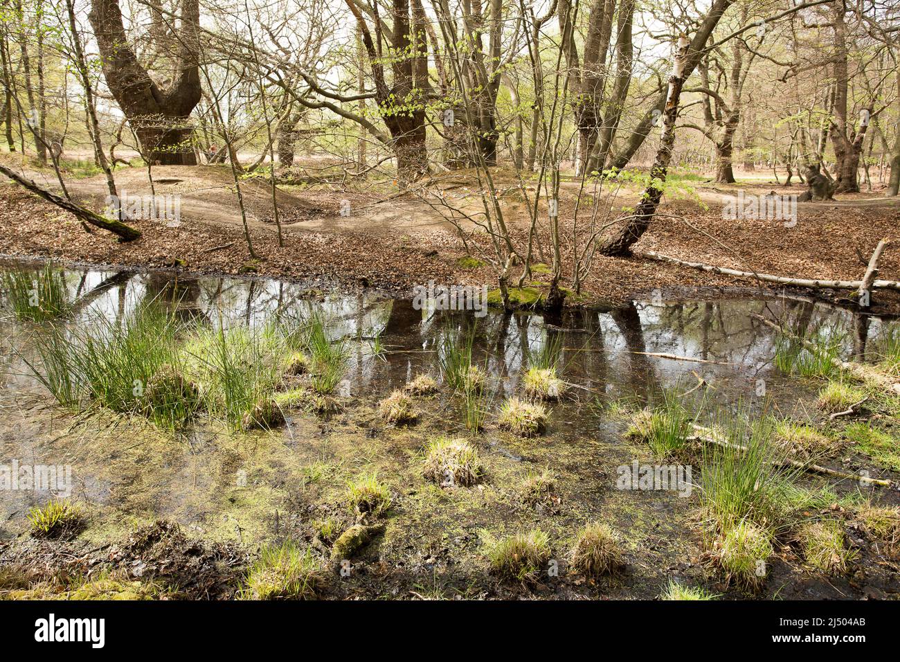Thames Valley Bog Epping Forest Essex, England UK Europe Stock Photo