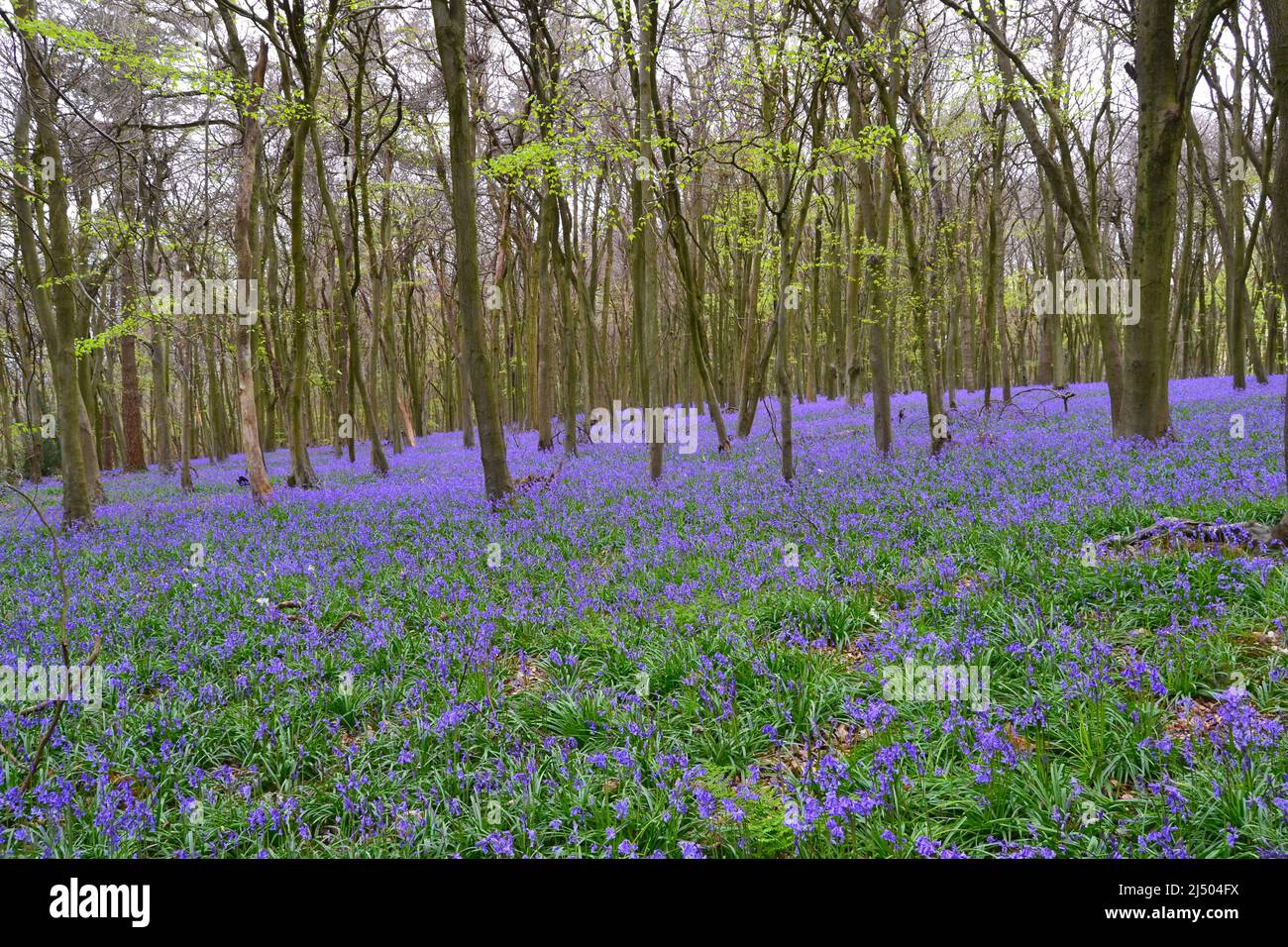 Meenfield woods in Shoreham woods, Darent Valley, Kent. Spectacular bluebells in North Downs beech woods in April near Bromley/Orpington. Stock Photo
