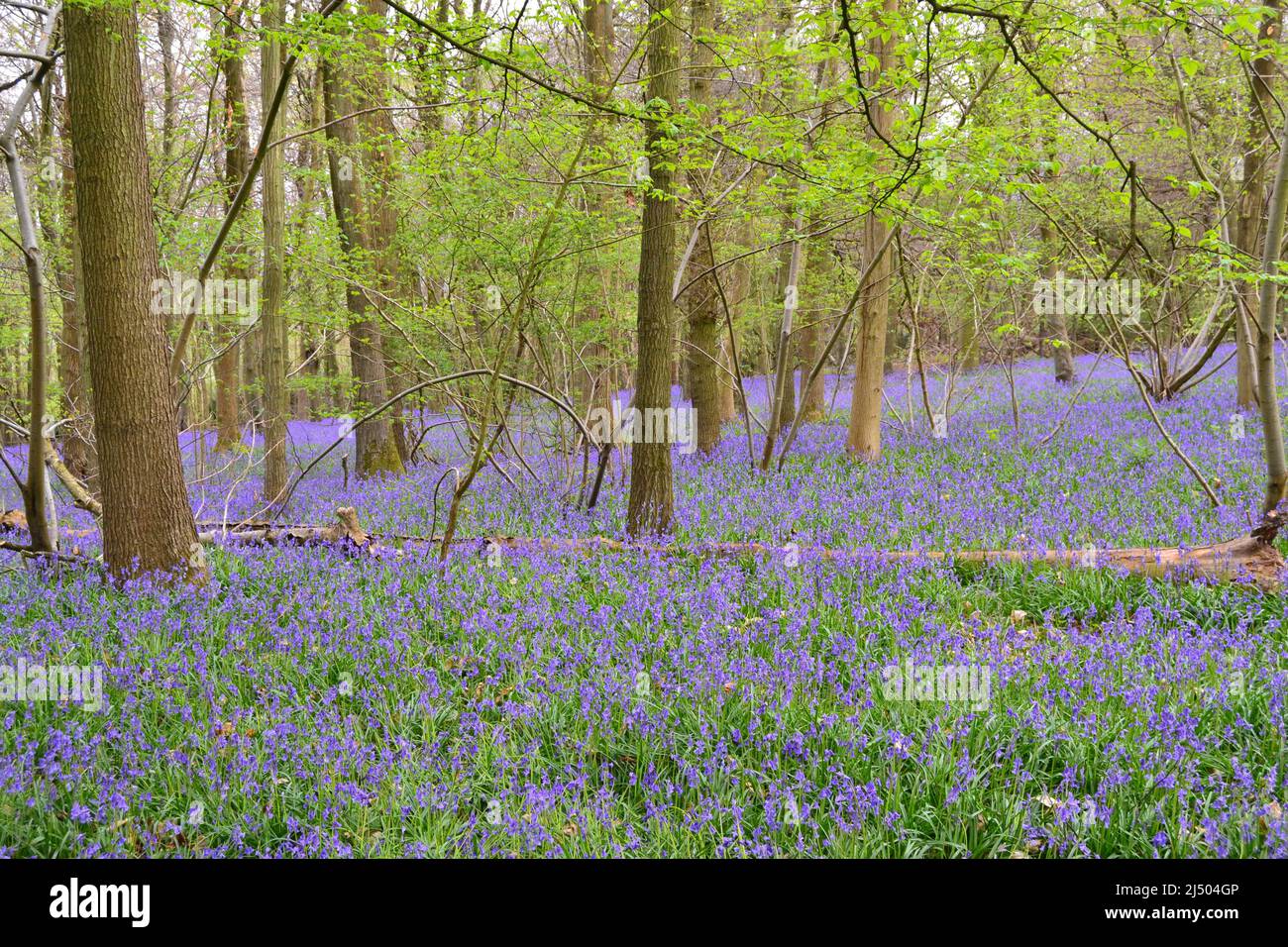 Meenfield woods in Shoreham woods, Darent Valley, Kent. Spectacular bluebells in North Downs beech woods in April near Bromley/Orpington. Stock Photo